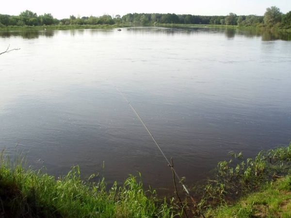 Jedno z dogodnych łowisk na rzece Bug (sum, szczupak, leszcz)