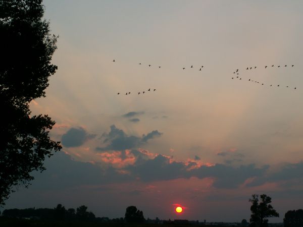 Żurawie odlatują, słońce zachodzi, Bródzki zasypiają.