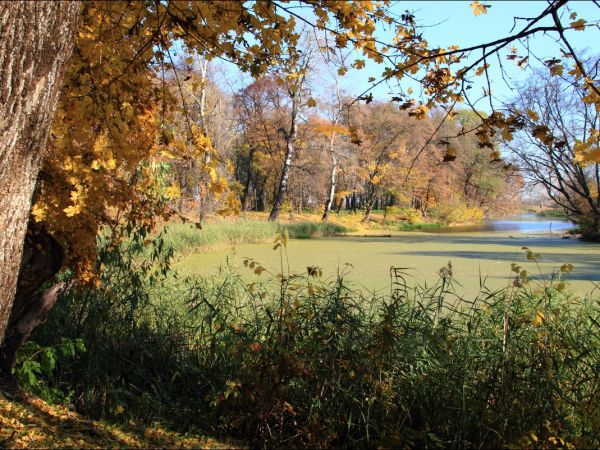 Park w Medyce − pochodzący z drugiej połowy XVI wieku (z reliktami z XIV i XVI wieku).