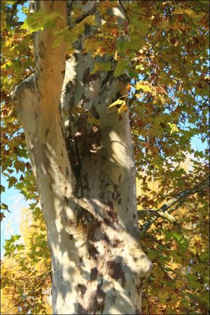 Park w Medyce − pochodzący z drugiej połowy XVI wieku (z reliktami z XIV i XVI wieku).