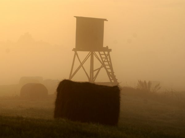 Poranek na łąkach "na kocuni"