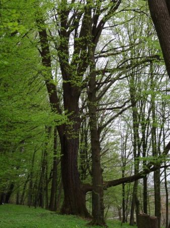 fragment parku dworskiego z aleją.