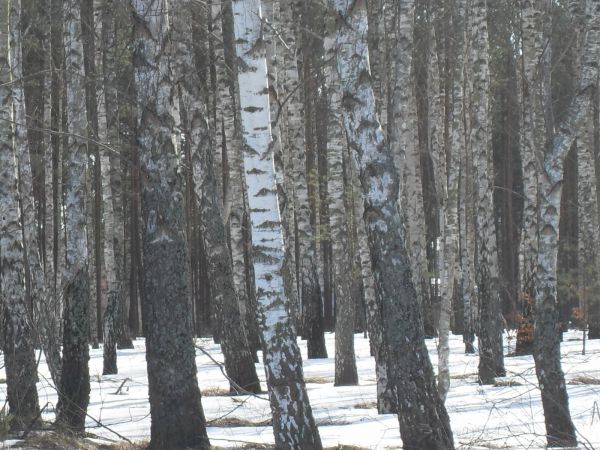 Las brzozowy przy Jodłowej