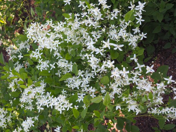 nasadzenia w ogrodzie w zespole dworsko - parkowym Chopina.