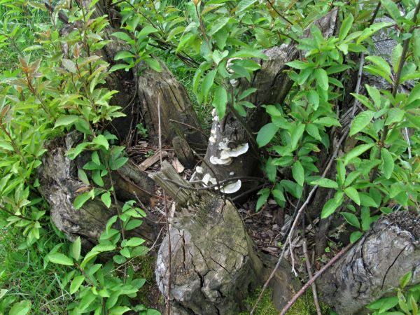 Kanał rzeki Wdy oraz teren nad nim położony