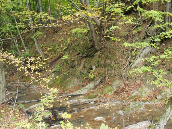 Szlak Siedmiu Strumieni - tu niski stan wody, spowodowany m.in. wzniesioną wyżej przez bobry groblą.