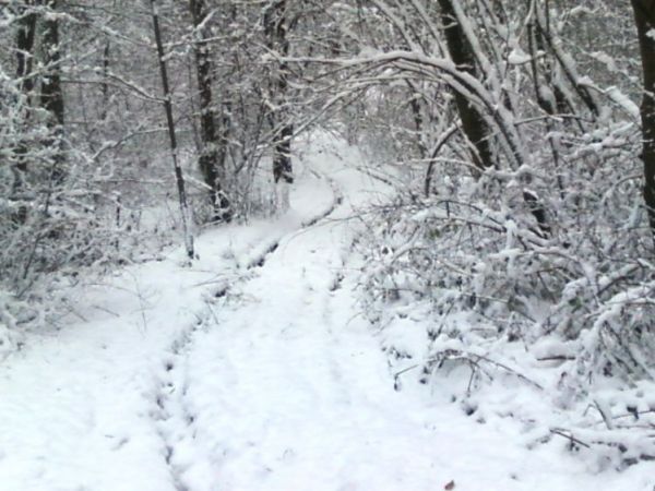 Droga do lasu w zimowej pierzynie