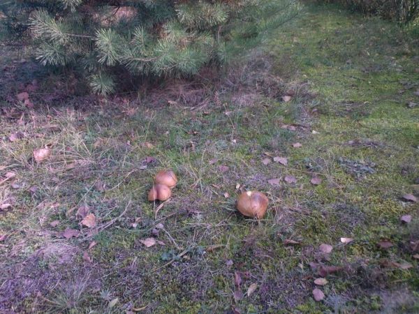 "Zagrzybiałe" Kustrzyce