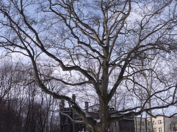 Olbrzymi platan tuż przy zamku