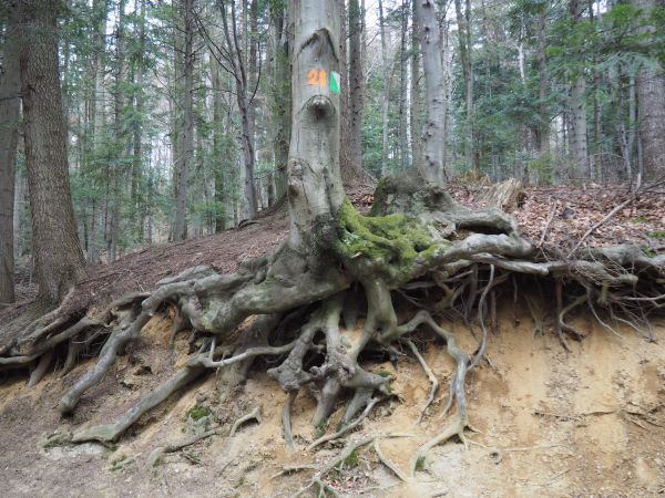 odkryta częściowo płytka tarcza korzeniowa jesionu - przy drodze do "Bełkotki". W temacie : polecam też "buki kroczące" - w galerii m. Hołuczków.