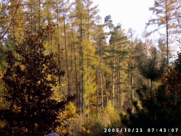 Lwowiany -Marysienka