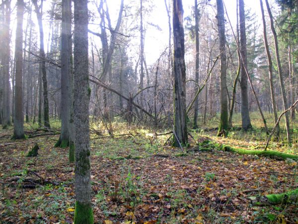 zdjecie Białowieża