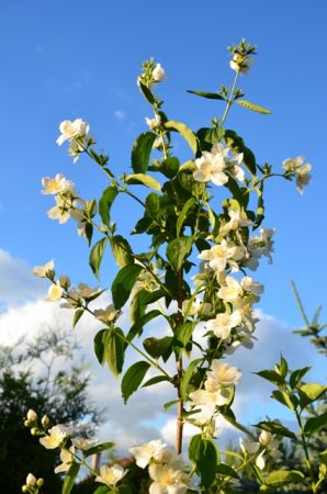 Jodłowskie jaśminy wiosną kwitną jak wszędzie