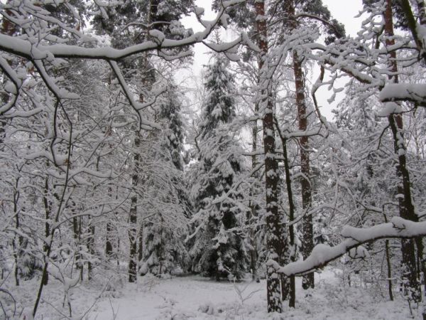 zdjecie Zalesie Górne