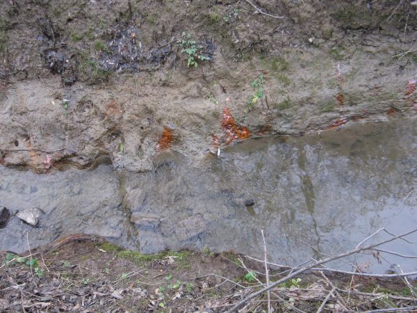 koryto potoku, przez bobry zawładniętego... przy temacie : polecam galerię m. Uherce Mineralne, Pielnia, Rudenka.