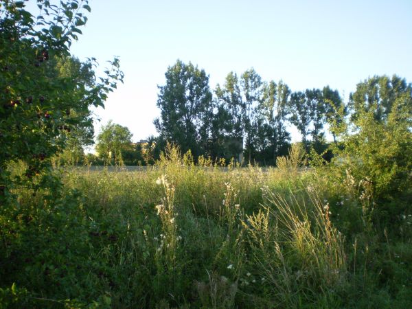 W oddali w drzewach szkoła , sierpień 2009.r