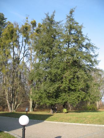 zdjecie Białowieża