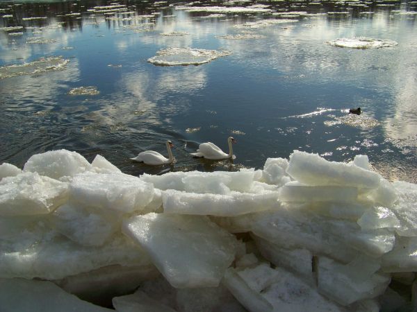 Para łabędzi przed gniazdowaniem