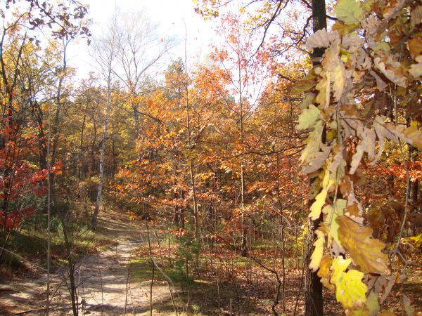 Barwy jesieni 2010 w parku.