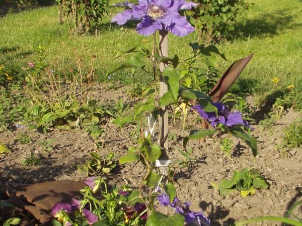 Bródzki pełne kwiatów.