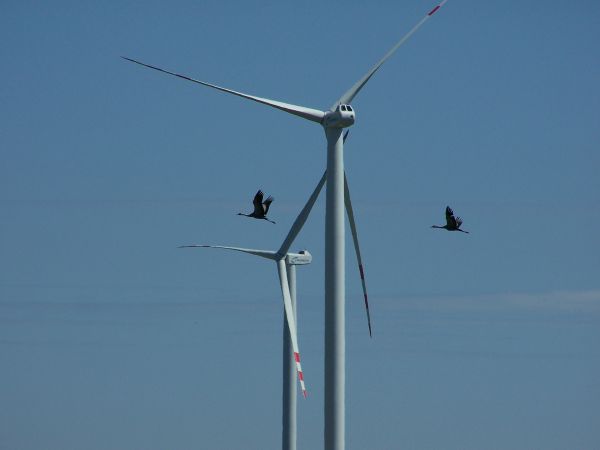 Skrzydlaci towarzysze