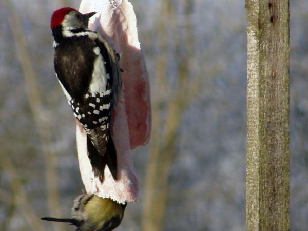 zdjecie Mały Bukowiec