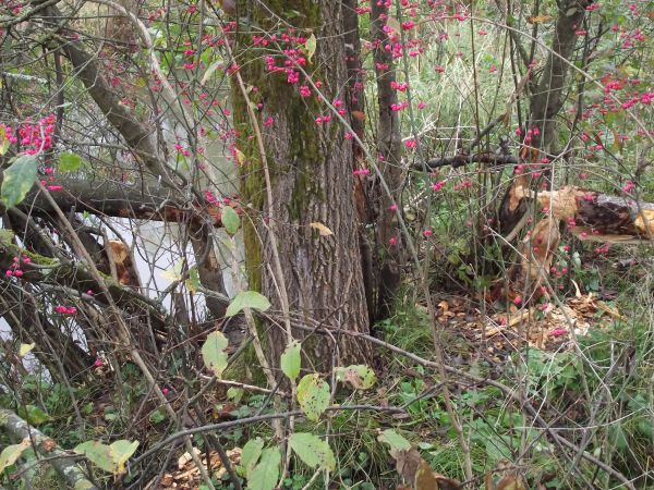 przy bobrowych żeremiach: trzmielina pospolita, jej jaskrawe owocostany nazywane są "kardynalskie czapki".