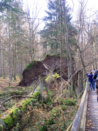 zdjecie Białowieża