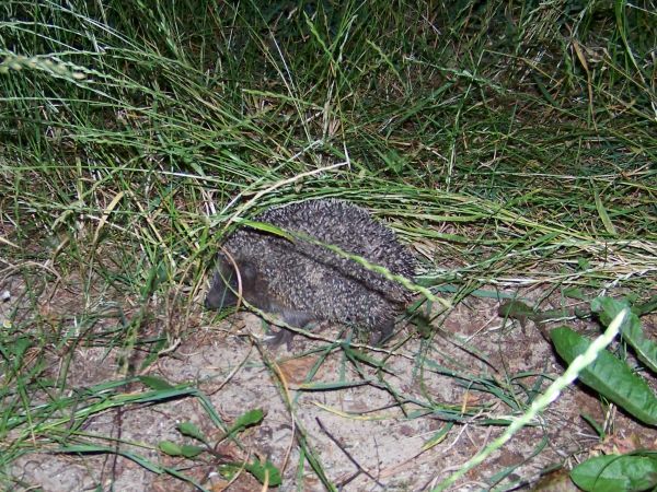 Następny jeż na terenie ośrodka
