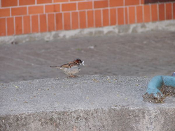 Lębork. Przy fontannie