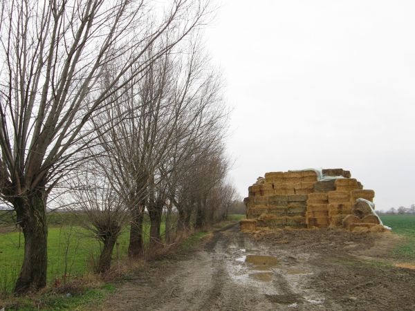 "Do dziuplastej wierzby na grobli / diabeł z miłości się modlił..." z wiersza Marii Ziółkowskiej - dziś wywarem z liści wierzbowych poi się parszywe owce, popul