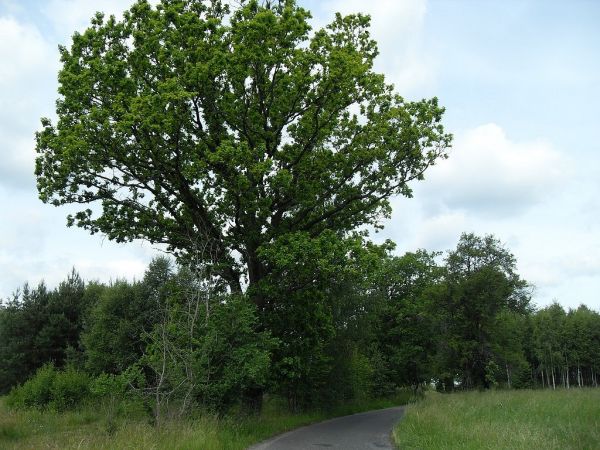 zdjecie Bartel Wielki