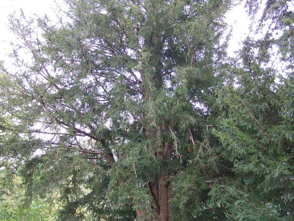 Cis Raciborskiego. Harbutowice.