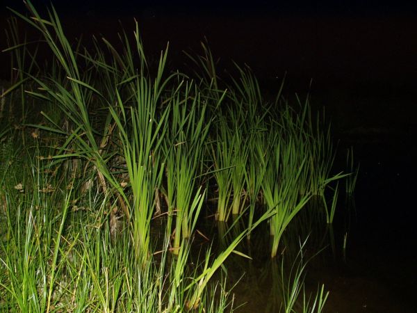 Staw nocą.