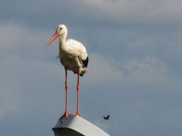 Bocian !!!!! Zdjęcie zrobione w  miejscowości Pietrzykowice .Informacja dla komentującego poprzednie zdjęcie.