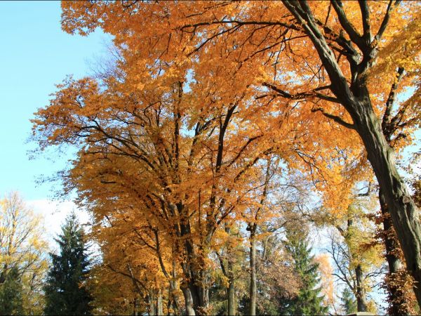 Klasztor i park  ss. Niepokalanek na Głębokiej.