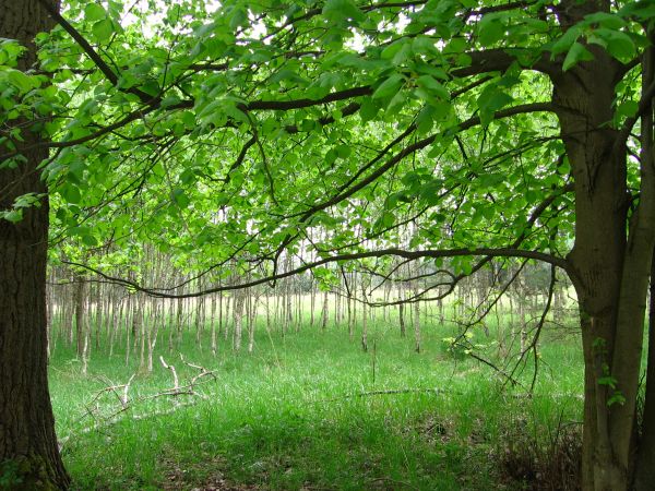 W zielonej ramie wiosny