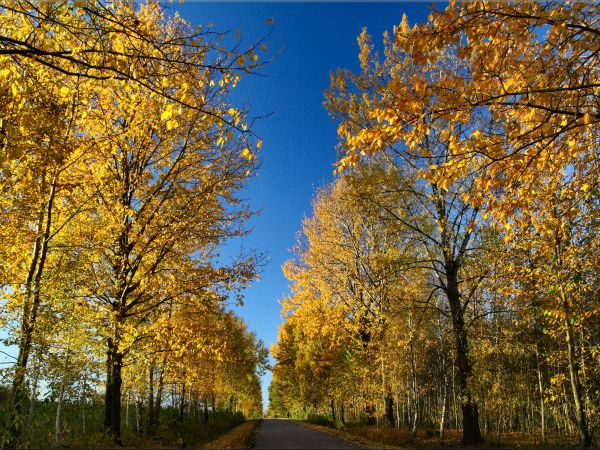 zdjecie Tyniewicze Duże