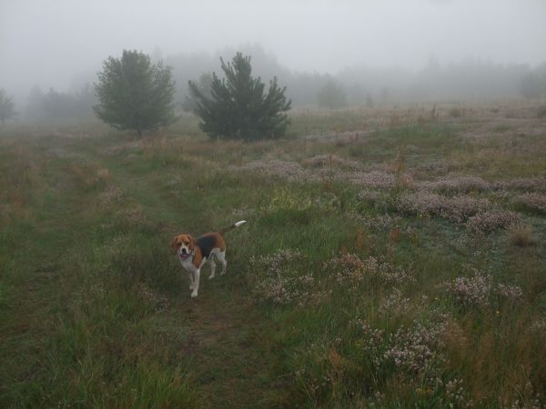 zdjecie Siedlątków