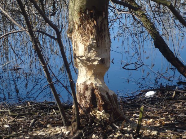 Bobry nad Jeziorem  błękitna Woda Trzeciaki