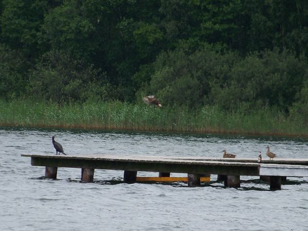 Kormoran wypatruje ryb