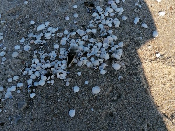 Chałupy, Morze Widok na zatokę.