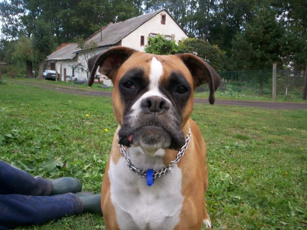 Luśka - pies obronny na tle zabudowań w Kwiatoniowie