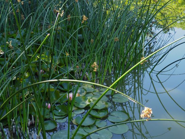 staw w parku przy Dworku Chopina.