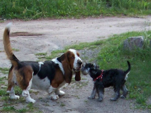 Goliat z koleżanką