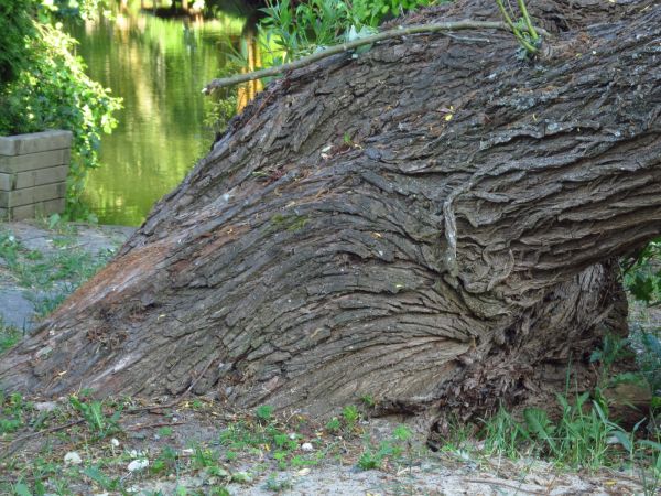 Pień wierzby przy Złotej Rybce