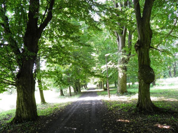 Park wokół Pałacu w Wysocku k. Jarosławia . W XVII wieku należał do Królowej Marysieńki Sobieskiej. Obecnie Dom Pomocy Społecznej.