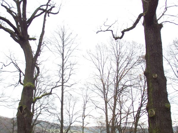 pałacowy park krajobrazowy - z licznymi drzewami pomnikowymi, n/z na stromej skarpie nad samym Sanem - w dole malownicza panorama na jego dolinę.