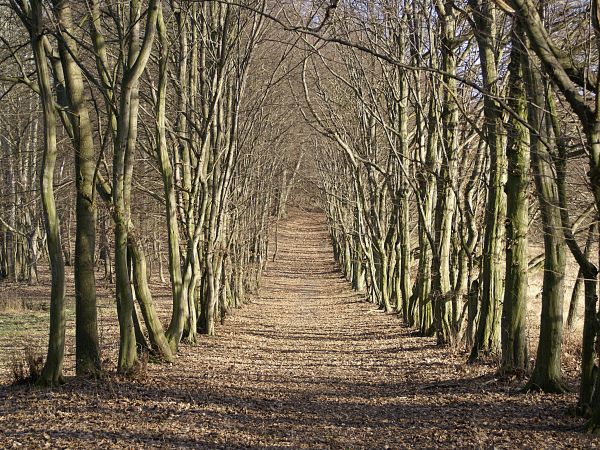 Aleja z grabów w parku przy pałacu w Rzęszkowie