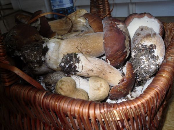 Takie okazy to tylko w Przyrowiu